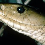 Thuốc giảm đau từ nọc độc của rắn