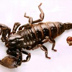 Nọc bọ cạp: Chất độc hữu ích?